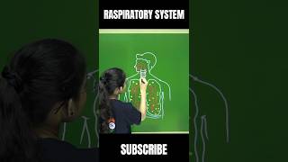 Human Respiratory System Diagram Easy to Draw diagram sciencediagram trending [upl. by Ho208]