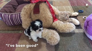 Funny Black and White Maltipoo Puppy playing to Santa is coming to town music [upl. by Pepper]