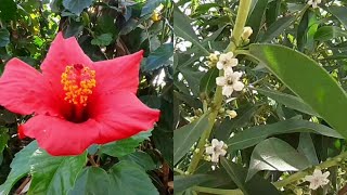 Hibiscus and Myoporum Laetum Flowers [upl. by Aleris]