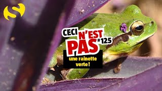 Ceci nest pas une rainette verte 125 [upl. by Sucramat]