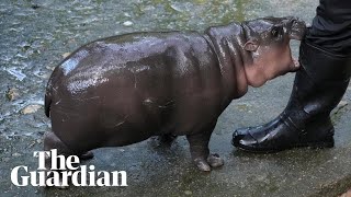 Thai zoo moves to patent image of viral baby hippo Moo Deng [upl. by Barty18]