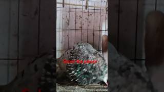 🇧🇩qalmon almond gaditano pair 🇧🇩 viralvideo pigeon pigeonlov bird kabootar birdspecies [upl. by Mokas]