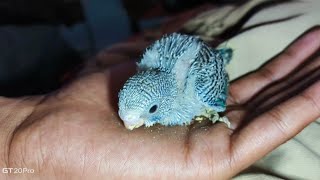 Baby budgies morning feeding time 🥰 🐣🐦WIlDlIFE BOY JT is live [upl. by Michelsen673]