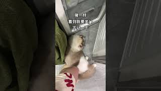 布偶猫 猫猫有自己的黛玉 谁教它这么睡觉的 [upl. by Delogu556]