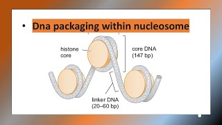 Histone  DNA packaging  Nucleosome [upl. by Mar]