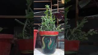 Diy plant pot reels shorts trending diy craft plants flowers garden gardening art love yt [upl. by Fihsak]