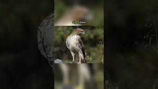 Amazing Red Tailed Hawk Facts [upl. by Titus]