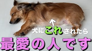 犬は「心の底から大好き！」な飼い主にだけこの行動をします [upl. by Calypso]