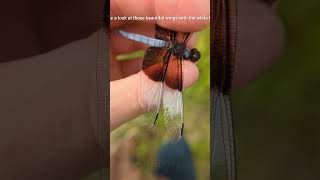 Holding a Dragonfly Libellula luctuosa Burmeister 1839 [upl. by Ahtekal]