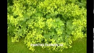 Alchemilla mollis Vrouwenmantel [upl. by Trahurn]