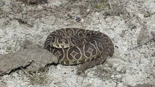 Yarará Grande o Víbora de la Cruz Bothrops alternatus [upl. by Alexander]