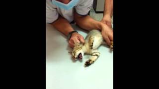 My kitten is getting his temperature taken by the vet Instagram JunnyLovers [upl. by Schwab]