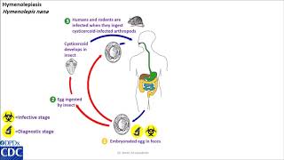 Hymenolepis nana life cycle [upl. by Cenac522]