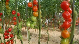 Sistemas de Siembra para Tomate en Invernadero  TvAgro por Juan Gonzalo Angel [upl. by Hardwick]