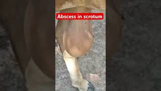 Abscess in scrotum l dr Umar khan [upl. by Asiled]