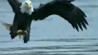 Zeitlupe Seeadler beim fischen slow motion eagle fishing [upl. by Nylarad]