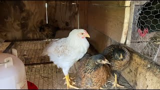 Week 48 Meat Chicken Breeding Project [upl. by Grantley607]