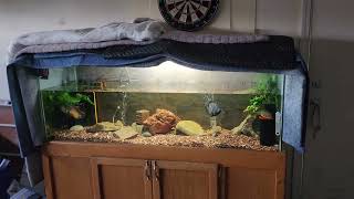 125 Gallon Fish Tank [upl. by Aisital696]