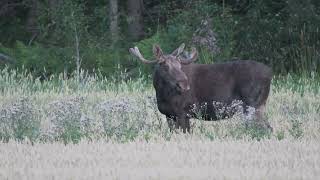 Älgen vid Södertälje [upl. by Minsat]