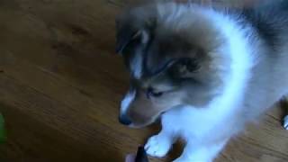 Sheltie Puppy Barks [upl. by Bhatt612]