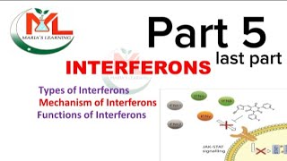 Interferons Types of interferon Mechanism of Interferons  Functions of Interferons  Immunology [upl. by Krakow14]