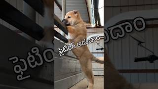 Raandraa 😃 shorts ytfunny animalfundub funnyvideos asalainahasyam [upl. by Enayr]