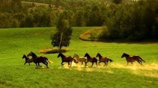 Série quotCuriosidades do Cavalo Lusitano pelo Mundoquot Curiosities by Lusitano Horse World Part 1 [upl. by Sadirah]