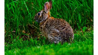 Cottontail Rabbit [upl. by Naruq]