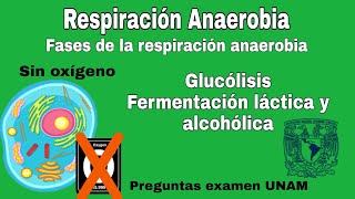 Respiración Anaerobia Sin Oxígeno  Respiración Celular  Examen UNAM [upl. by Aizti]