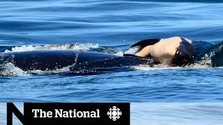 Endangered orca keeping dead calf afloat [upl. by Nats]