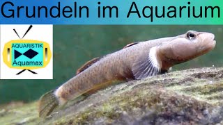 Grundeln im Aquarium 15 [upl. by Adnovad]