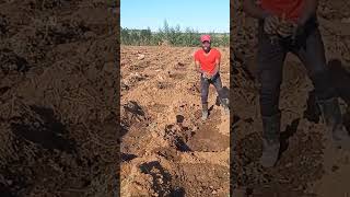 How to plant tomatoes on furrow irrigation [upl. by Airdnaxila312]