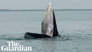 Rare whale feeding technique could explain tales of mythical sea creature [upl. by Kinimod]