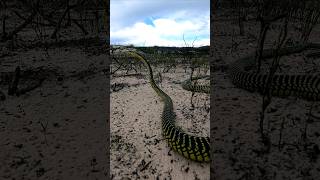 Boomslang on the move [upl. by Sherrod]