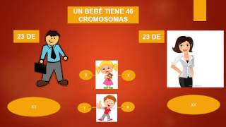 QUIEN DETERMINA EL SEXO DEL BEBE [upl. by Allertse]