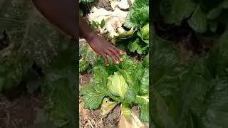 OneMonth Results of Vital 05 on vegetables discussyourstudyoptionwithus organicfarming [upl. by Modestia251]