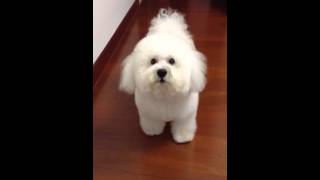 Bichon Frise is angry [upl. by Feltie]