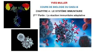 Chapitre 4  2ème Partie  La réaction immunitaire adaptative  Cours de Biologie du DAEUB [upl. by Atikahc]