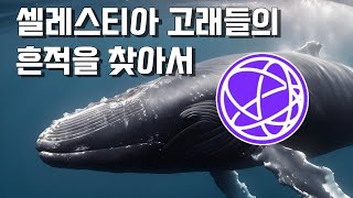 셀레스티아TIA 고래들의 흔적을 찾아서 [upl. by Catlin]