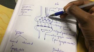 Inter 2nd year SYNAPTIC TRANSMISSION ZOOLOGY [upl. by Roskes]