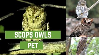 Scops owls  scops owl feeding  scops owl feeding  scops owl care  scops owl pet [upl. by Erodoeht]