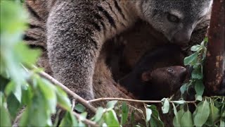 Sulawesi bear cuscus born in captivity for first time [upl. by Hawger]