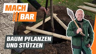 Baum pflanzen und stützen  OBI [upl. by Fishman297]