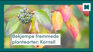 Bekjempe fremmede plantearter Kornell [upl. by Guidotti576]