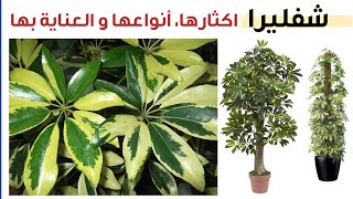 العناية بنبات الشفليرا من ري و تسميد و اكثار انواع نبتة شفليرا Schefflera Care and Propagation [upl. by Cressi415]