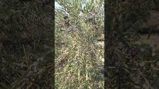 Arbequina zeytin arbequina zeytin olive nature farming zeytinyağı oliveoil garden shorts [upl. by Karmen]