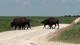 Tallgrass Prairie Preserve Pawhuska OK July 6th 2021 [upl. by Ertsevlis]