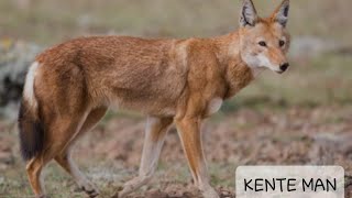 Ethiopian Endemic Red Fox Bale Mountains National Park Ethiopia Kente Man [upl. by Sregor554]