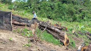 Memotong dan membakar batang kayu disekitar kebun Guarana [upl. by Eded]