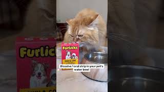 Pet hair Don’t care Furlicks is here catvideo ytshorts persiancat [upl. by Yekcim]